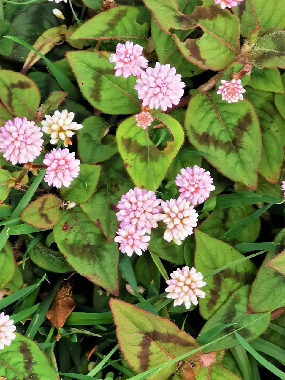 Capitata Blumensamen zur Aussaat – Drought verträglich – Traditionssorte & ohne Gentechnik Samen Hausgarten
