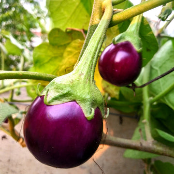 Brinjal Gemüse Samen zum Pflanzen