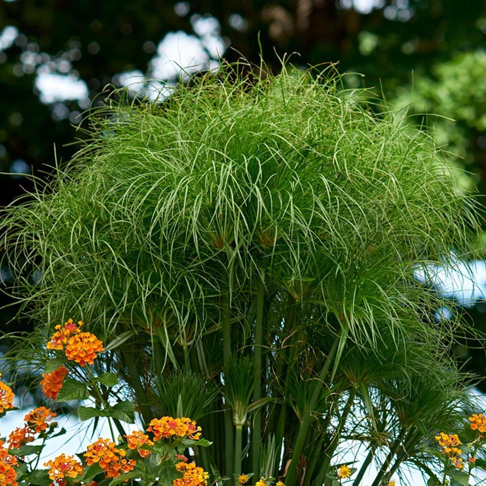 Grün Cyperus Papyrus Blumensamen zur Aussaat Wildblume Mischung Traditionssorte & ohne Gentechnik Samen Hausgarten