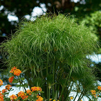 Grün Cyperus Papyrus Blumensamen zur Aussaat Wildblume Mischung Traditionssorte & ohne Gentechnik Samen Hausgarten