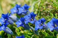 Violett Gentian Blumensamen zur Aussaat