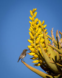 Gelb Aloe Dichotoma Blumensamen zur Aussaat – ideal Rabatten – Traditionssorte & ohne Gentechnik Samen Hausgarten