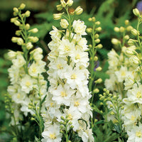 Gelb Delphinium Blumensamen zur Aussaat – leuchtend mehrjährige Blüten