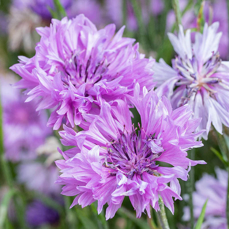 Lila Centaurea Blumensamen zur Aussaat – Halbschatten verträglich – Traditionssorte & ohne Gentechnik Samen Hausgarten