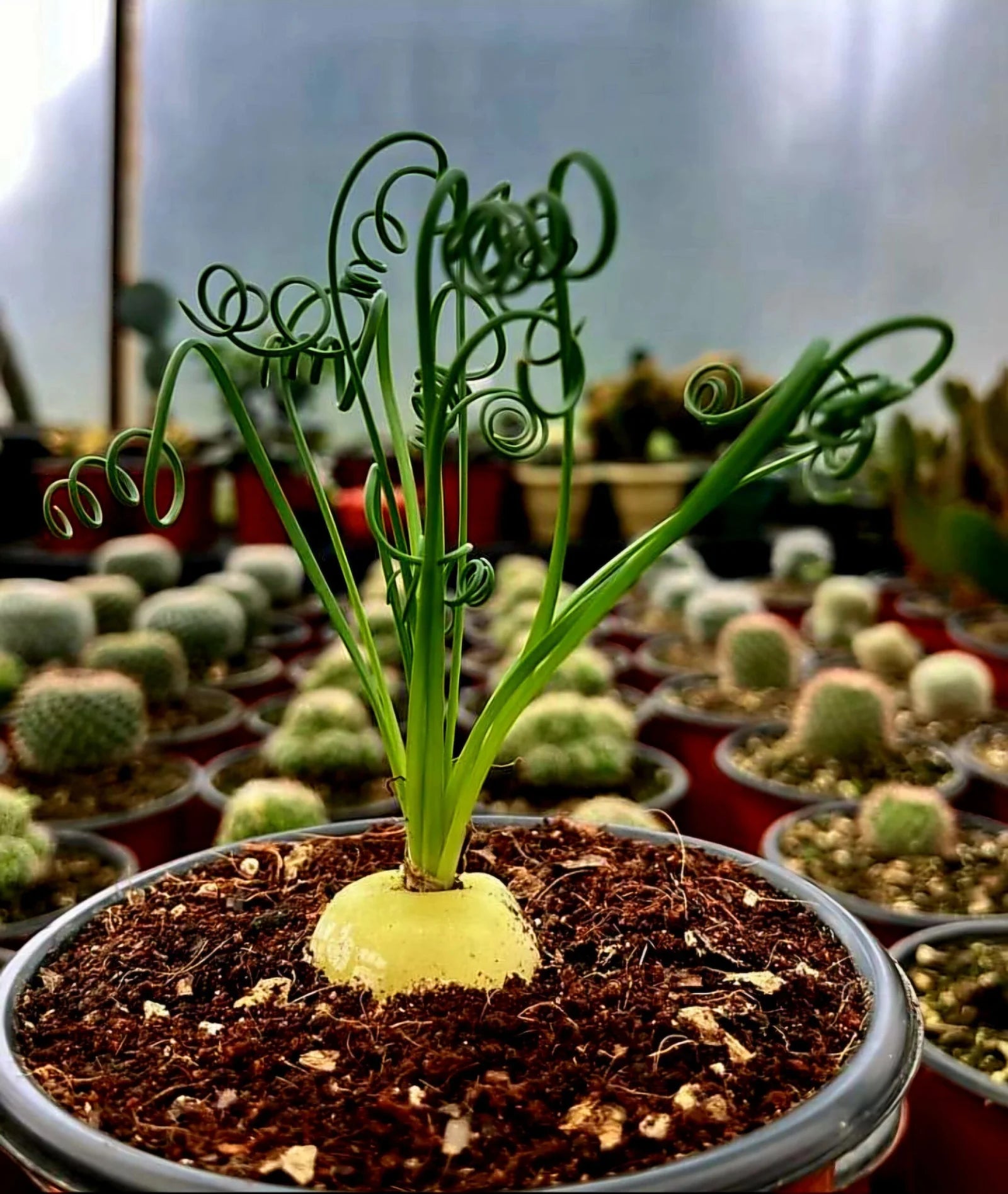 Spiralis Blumensamen zur Aussaat Anzucht Traditionssorte & ohne Gentechnik Samen Hausgarten
