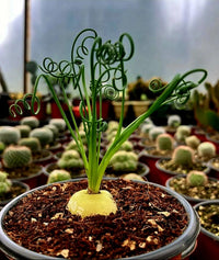 Spiralis Blumensamen zur Aussaat Anzucht Traditionssorte & ohne Gentechnik Samen Hausgarten