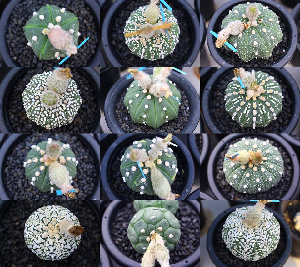 Gemischt Astrophytum Blumensamen zur Aussaat – Drought verträglich – Traditionssorte & ohne Gentechnik Samen Hausgarten