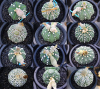 Gemischt Astrophytum Blumensamen zur Aussaat – Drought verträglich – Traditionssorte & ohne Gentechnik Samen Hausgarten