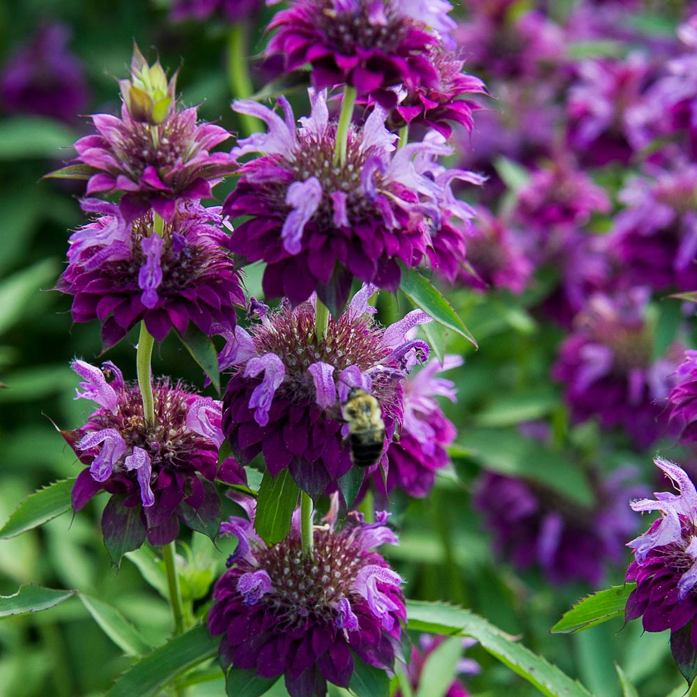 Monarda Hybrida Blumensamen zur Aussaat – ideal Rabatten – Traditionssorte & ohne Gentechnik Samen Hausgarten