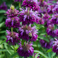 Monarda Hybrida Blumensamen zur Aussaat – ideal Rabatten – Traditionssorte & ohne Gentechnik Samen Hausgarten