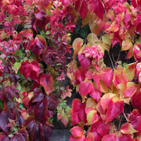 Parthenocissus Blumensamen zur Aussaat Bestäuber freundlich Traditionssorte & ohne Gentechnik Samen Hausgarten