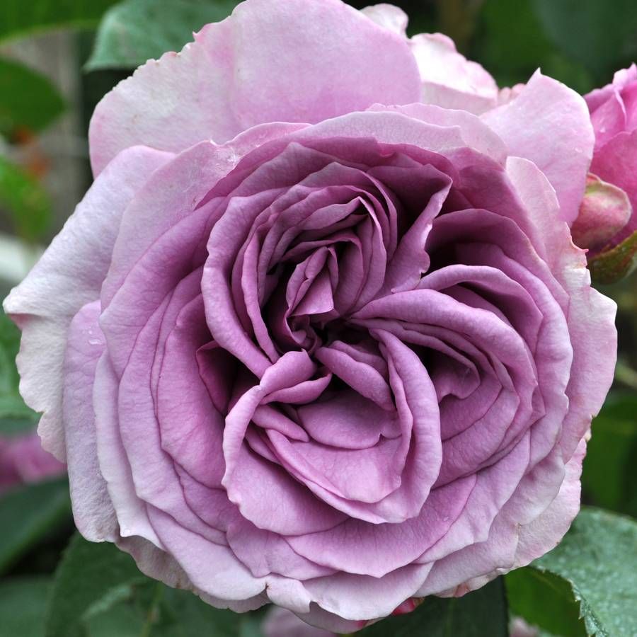 Violett kletternd Rose Blumensamen zur Aussaat kompakt Wuchs Traditionssorte & ohne Gentechnik Samen Hausgarten