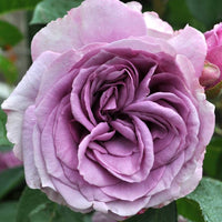 Violett kletternd Rose Blumensamen zur Aussaat kompakt Wuchs Traditionssorte & ohne Gentechnik Samen Hausgarten