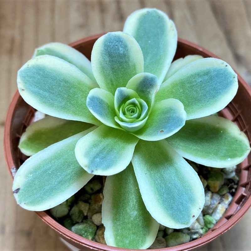 Greenovia Blumensamen zur Aussaat – Gorgeous mehrjährige Blüten für Ihren Garten