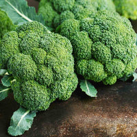 Broccoli Brassica Oleracea Gemüsesamen