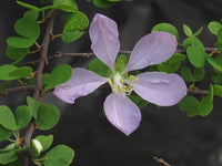 Bauhinia Baum Blau Samen einfache Aussaat