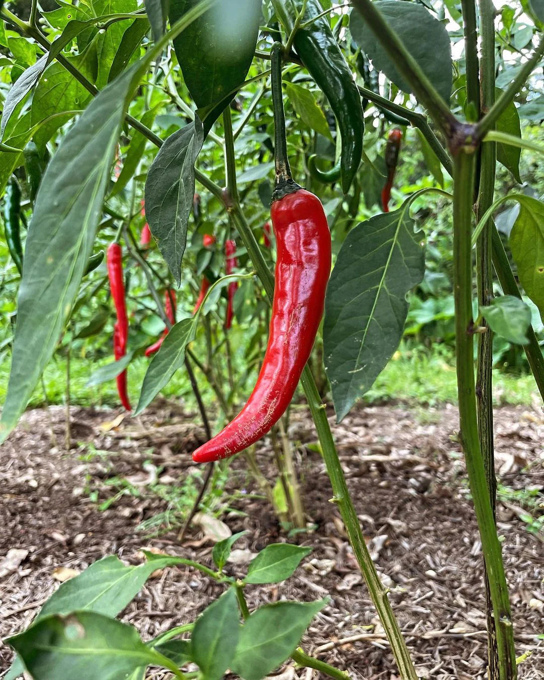 Cayenne Pepper Samen: Planting Guide for Successful Growth