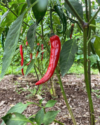 Cayenne Pepper Samen: Planting Guide for Successful Growth
