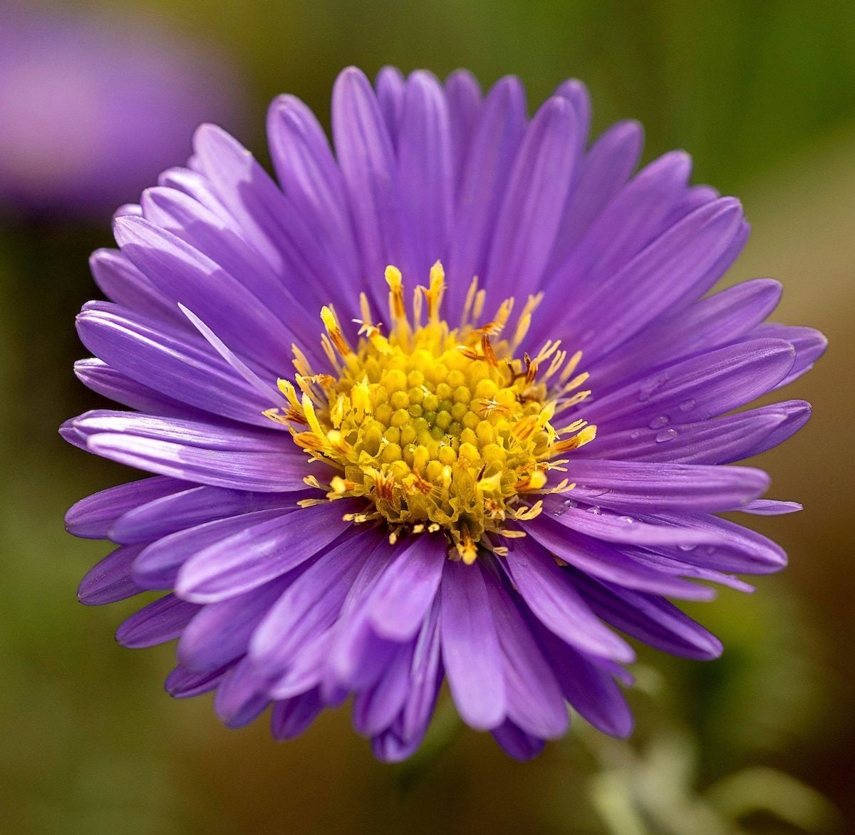 Stoke's Aster Samen zur Aussaat – mehrjährig Garten Blüten