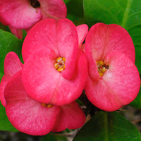 Gemischt Euphorbia Milii Hybrid Blumensamen zur Aussaat Garten beliebt Traditionssorte & ohne Gentechnik Samen Hausgarten