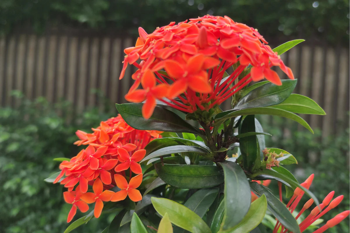 Ixora Blumensamen zur Aussaat – duftend Blüten – Traditionssorte & ohne Gentechnik Samen Hausgarten
