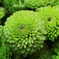 Grün chrysanthemum blume samen for anpflanzung hardy variety heirloom & gmo free samen for home garten
 
 sale samen for home garten anpflanzung