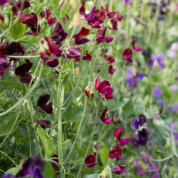 Lathyrus blume samen for anpflanzung shade tolerant heirloom & gmo free samen for home garten 
 
 sale samen for home garten anpflanzung