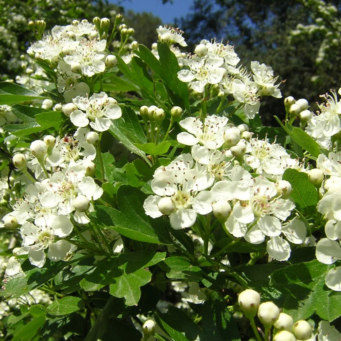 Crataegus blume samen for anpflanzung shade tolerant heirloom & gmo free samen for home garten 
 
 sale samen for home garten anpflanzung