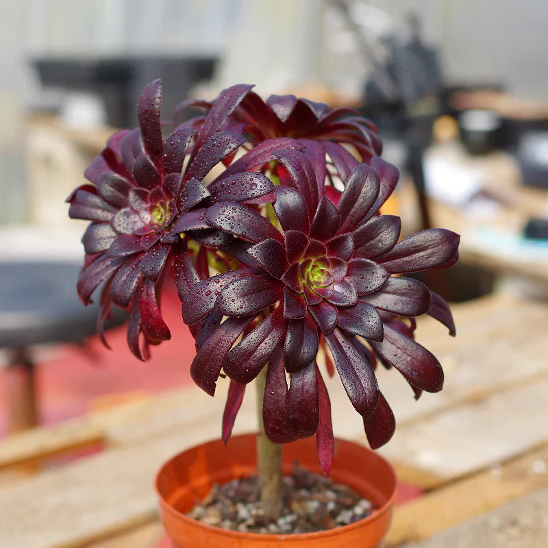 Arboreum blume samen for anpflanzung fragrant blossoms heirloom & gmo free samen for home garten
sale for anpflanzung in home garten