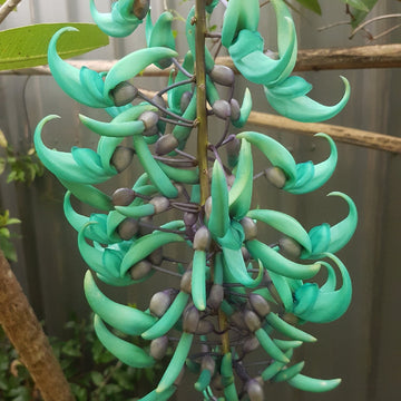 Grün jade blume samen for anpflanzung - cottage garten essential, heirloom & gmo free samen for home garten
 
 sale for anpflanzung in home garten