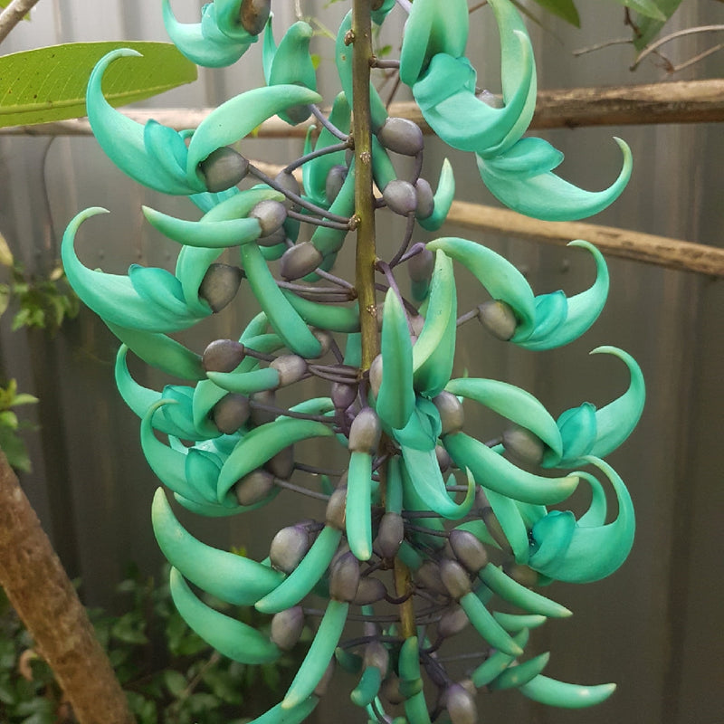 Grün jade blume samen for anpflanzung - cottage garten essential, heirloom & gmo free samen for home garten
 
 sale for anpflanzung in home garten