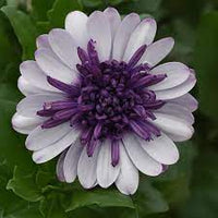 Weiß lila omeris blume samen for anpflanzung - sun loving, heirloom & gmo free samen for home garten
 
 sale samen for home garten