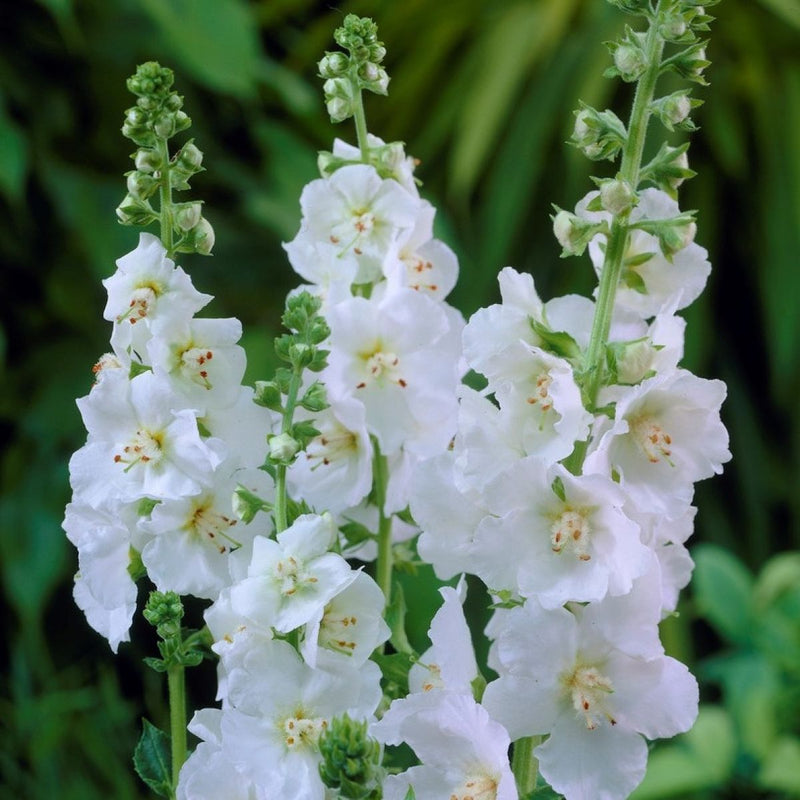 Weiß verbascum blume samen for anpflanzung - seasonal bloomer, heirloom & gmo free samen for home garten
 
 sale samen for home garten