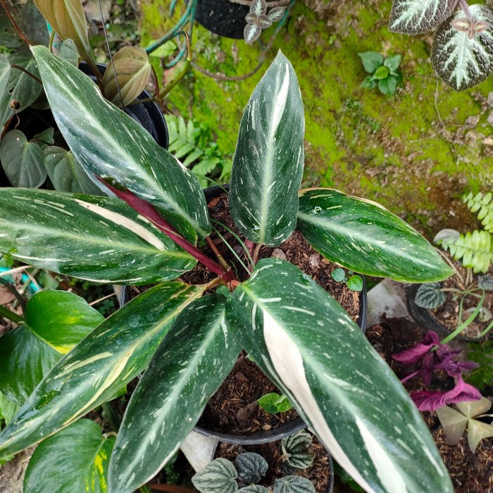 Calathea magicstar blume samen for anpflanzung garten favorite heirloom & gmo free samen for home garten 
 
 sale samen for home garten anpflanzung