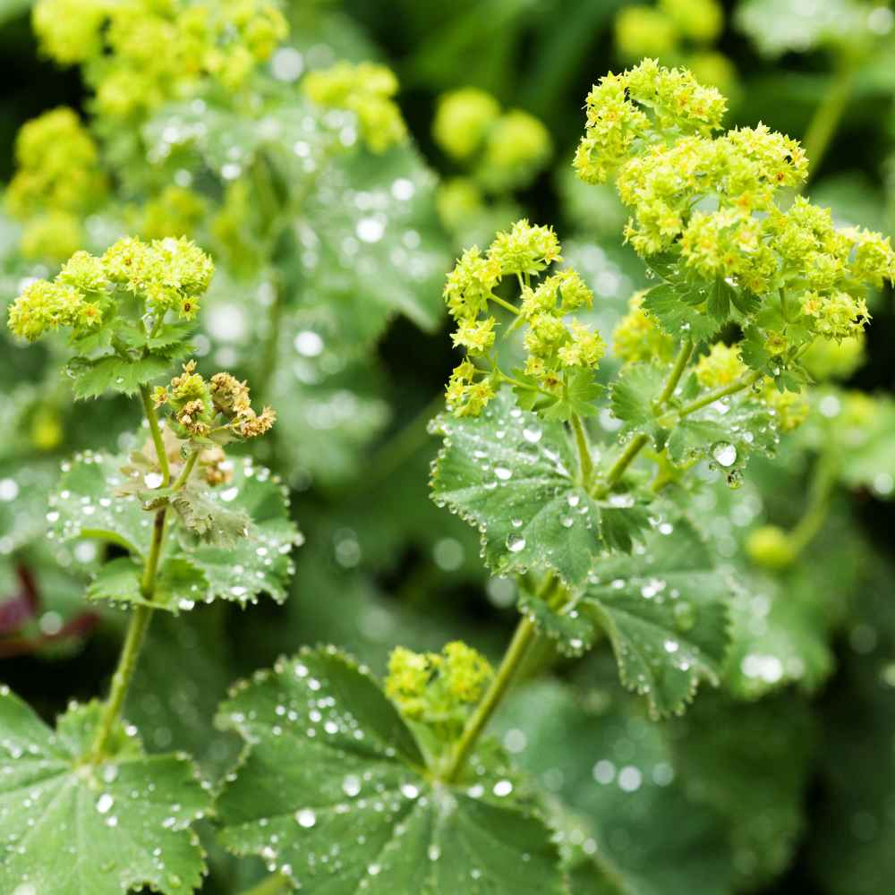 Grün alchemilla mollis blume samen for anpflanzung garten favorite heirloom & gmo free samen for home garten
 
 sale samen for home garten anpflanzung