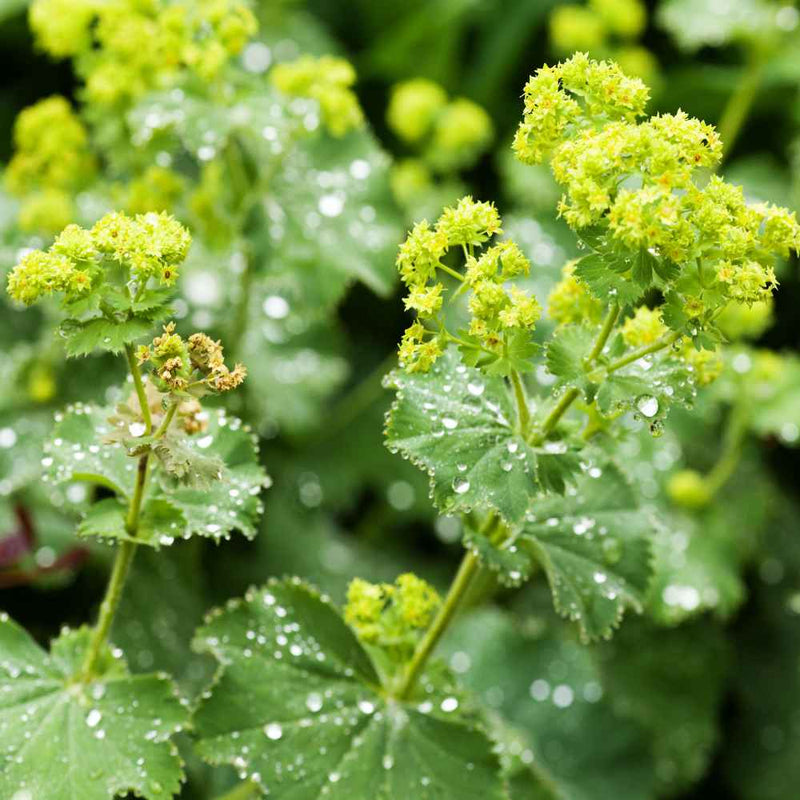 Grün alchemilla mollis blume samen for anpflanzung garten favorite heirloom & gmo free samen for home garten
 
 sale samen for home garten anpflanzung