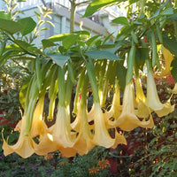 Gelb dhatura blume samen for anpflanzung pollinator friendly heirloom & gmo free samen for home garten 
 
 sale samen for home garten anpflanzung