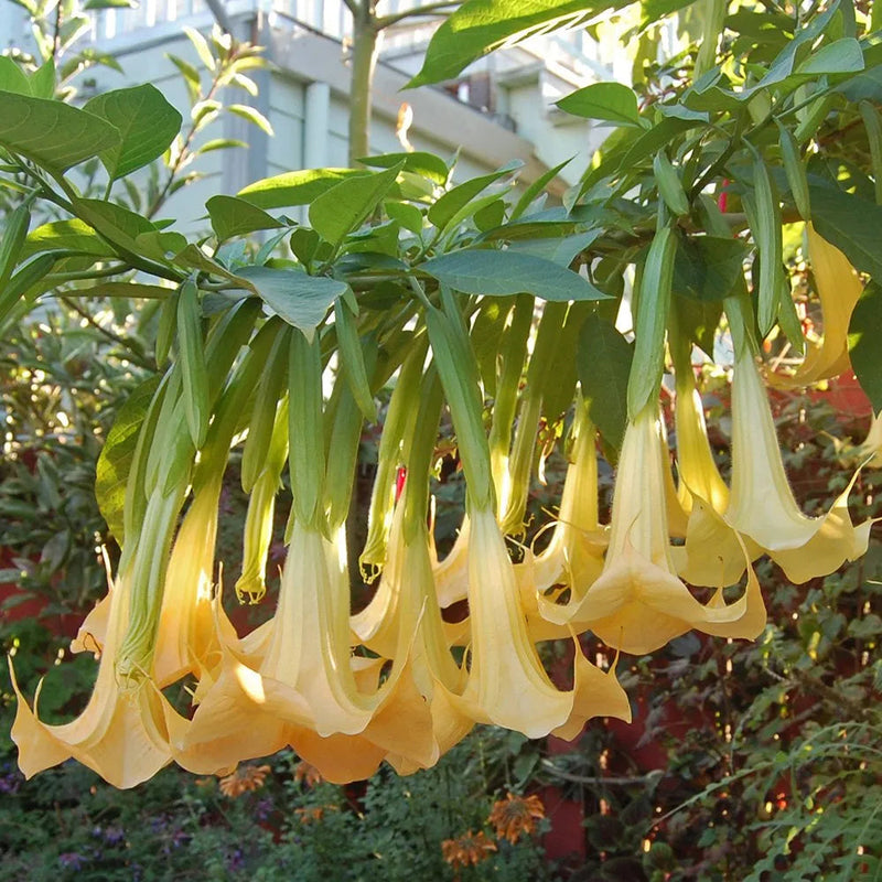 Gelb dhatura blume samen for anpflanzung pollinator friendly heirloom & gmo free samen for home garten 
 
 sale samen for home garten anpflanzung