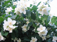 Philadelphus coronarius blume samen for anpflanzung - compact growth, heirloom & gmo free samen for home garten
 
 sale samen for anpflanzung in home garten