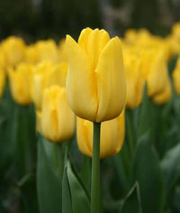 Light gelb tulip blume samen for anpflanzung - shade tolerant, heirloom & gmo free samen for home garten
 
 sale samen for home garten