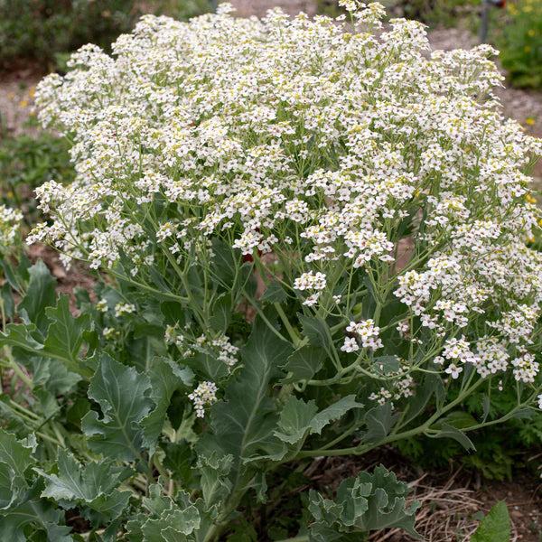 Seakale blume samen for anpflanzung - low maintenance, heirloom & gmo free samen for home garten
 
 sale samen for home garten