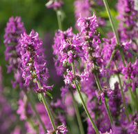 Betony blume samen for anpflanzung long bloom season heirloom & gmo free samen for home garten 
 
 sale for anpflanzung in home garten