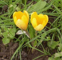 Gelb crocus blume samen for anpflanzung perfect for borders heirloom & gmo free samen for home garten 
 
 sale samen for home garten anpflanzung
