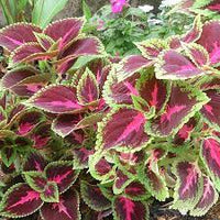 Coleus blume samen for anpflanzung - drought tolerant, heirloom & gmo free samen for home garten
 
 sale for anpflanzung in home garten.