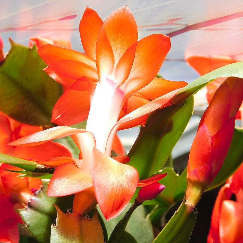 Dark orange zygocactus blume samen for anpflanzung shade tolerant heirloom & gmo free samen for home garten
 
 sale samen for home garten anpflanzung
