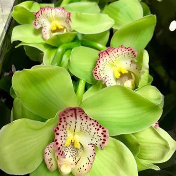 Grün cymbidium orchid blume samen for anpflanzung - shade tolerant, heirloom & gmo free samen for home garten
 
 sale for anpflanzung in home garten