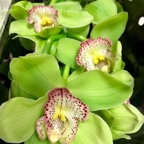 Grün cymbidium orchid blume samen for anpflanzung - shade tolerant, heirloom & gmo free samen for home garten
 
 sale for anpflanzung in home garten