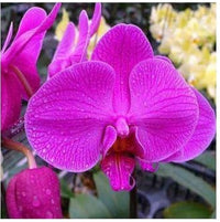 Thick rosa orchid blume samen for anpflanzung fragrant blossoms heirloom & gmo free samen for home garten 
 
 sale samen for home garten anpflanzung