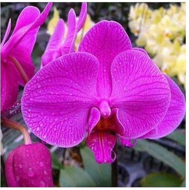 Thick rosa orchid blume samen for anpflanzung fragrant blossoms heirloom & gmo free samen for home garten 
 
 sale samen for home garten anpflanzung