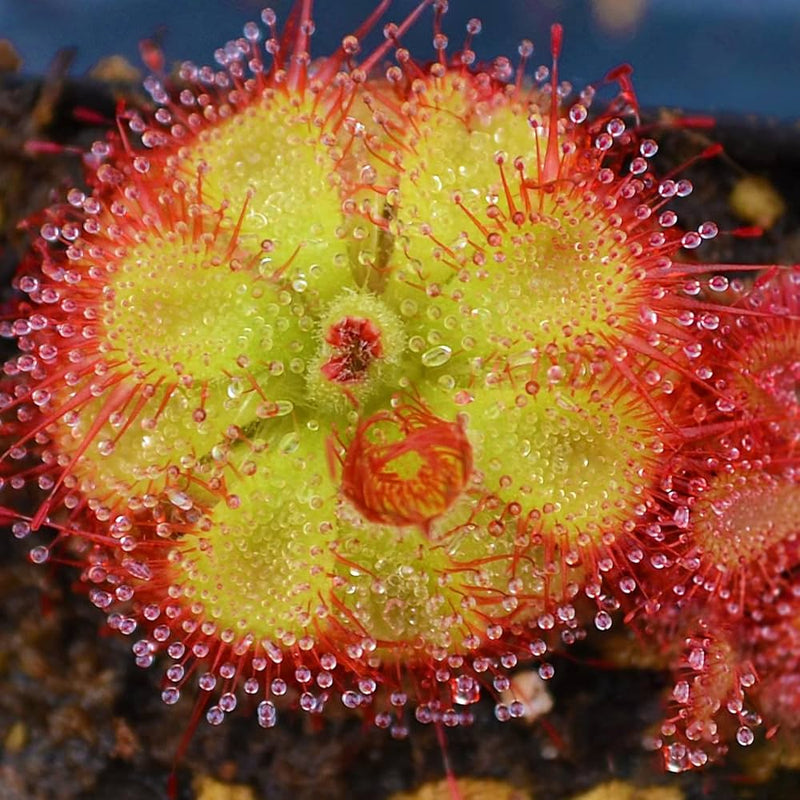 Sundew blume samen for anpflanzung - premium quality, heirloom & gmo free samen for home garten
 
 sale samen for anpflanzung in home garten